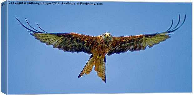 The Red Kite Canvas Print by Anthony Hedger