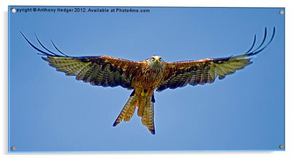 The Red Kite Acrylic by Anthony Hedger