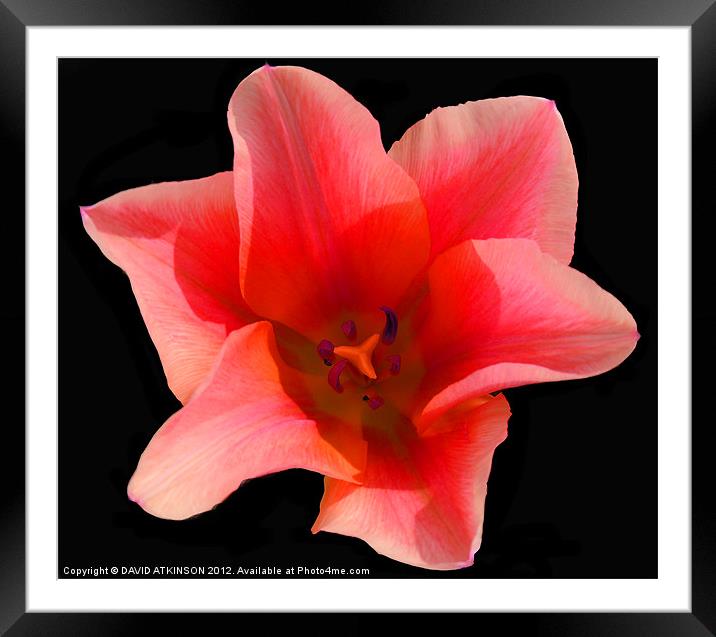 CENTRE OF THE TULIP Framed Mounted Print by David Atkinson