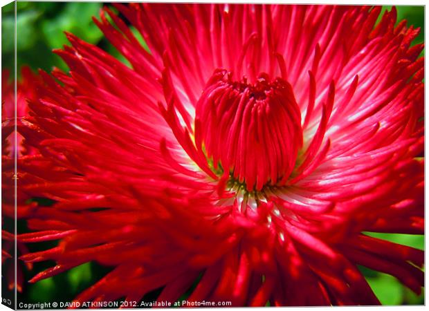 RED FLOWER Canvas Print by David Atkinson