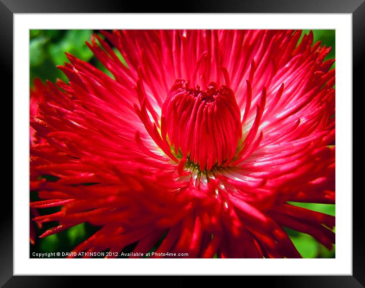 RED FLOWER Framed Mounted Print by David Atkinson