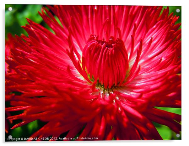 RED FLOWER Acrylic by David Atkinson
