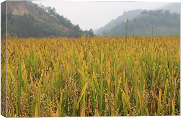 Corn field in Vietnam Canvas Print by Stephanie Haines