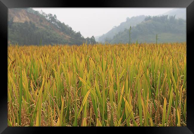 Corn field in Vietnam Framed Print by Stephanie Haines