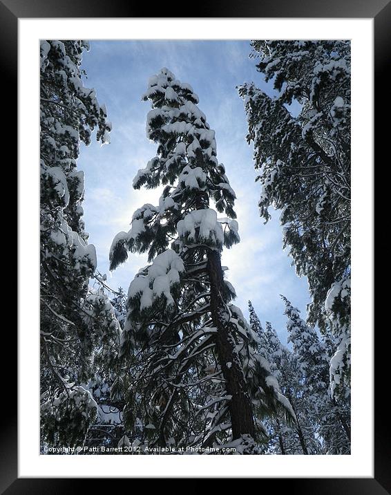 Snow Trees, sun burst Framed Mounted Print by Patti Barrett