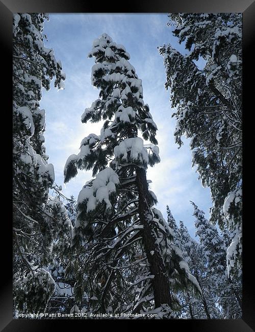 Snow Trees, sun burst Framed Print by Patti Barrett