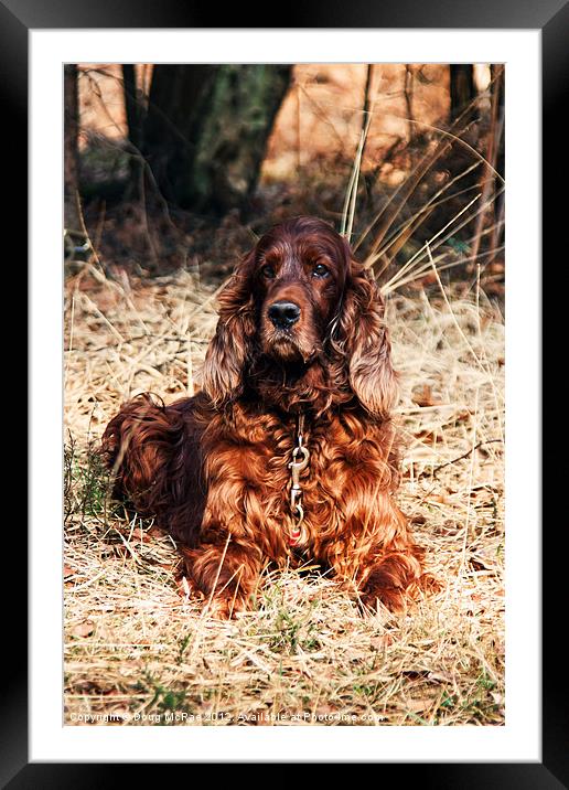Red setter Framed Mounted Print by Doug McRae