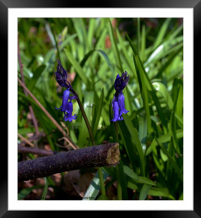 early essex bluebells Framed Mounted Print by linda cook