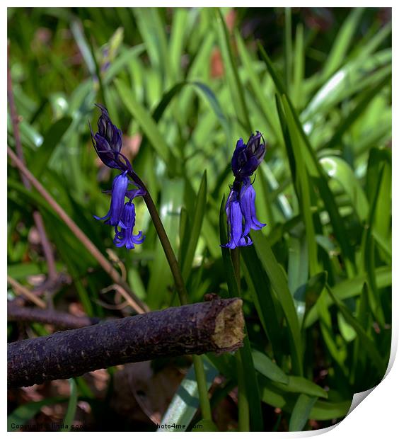 early essex bluebells Print by linda cook