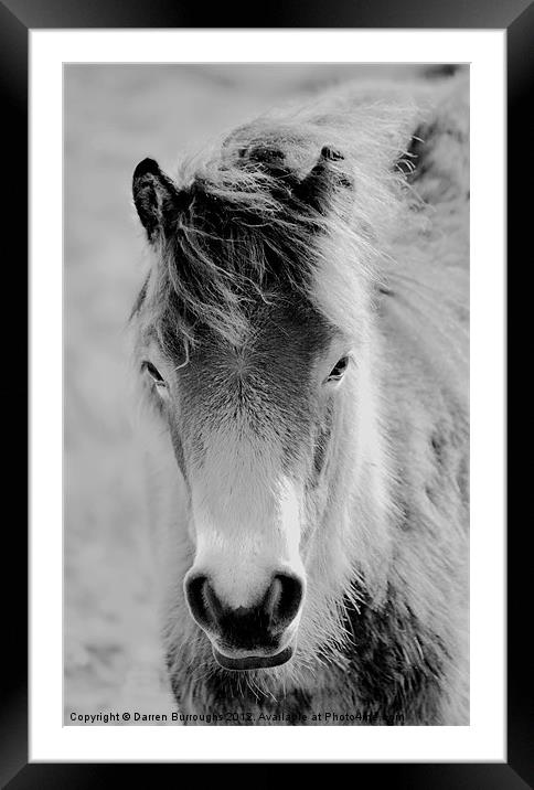 Wild Foal Framed Mounted Print by Darren Burroughs