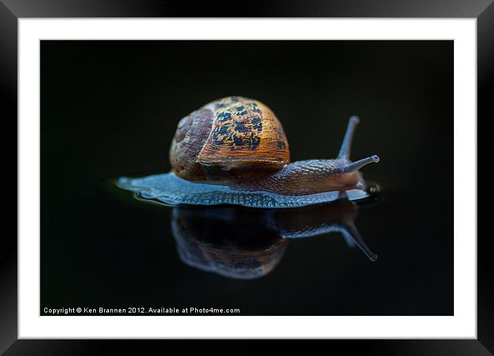 Snail on a black background Framed Mounted Print by Oxon Images