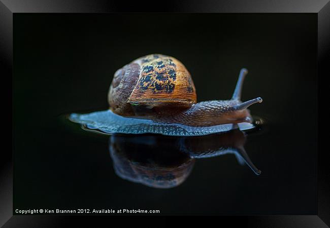Snail on a black background Framed Print by Oxon Images