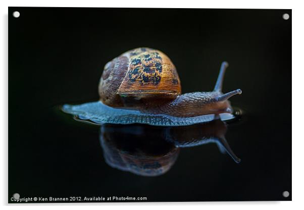 Snail on a black background Acrylic by Oxon Images