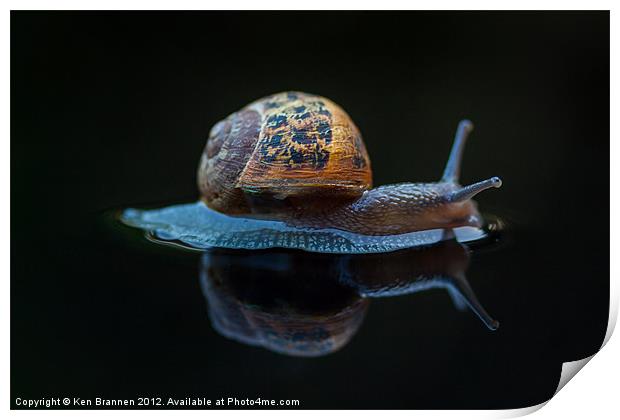 Snail on a black background Print by Oxon Images
