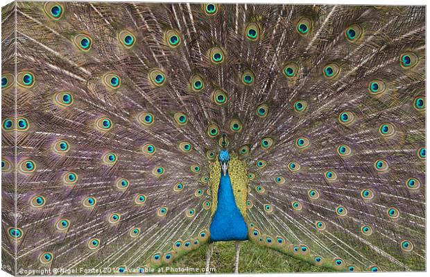Peacock Canvas Print by Creative Photography Wales