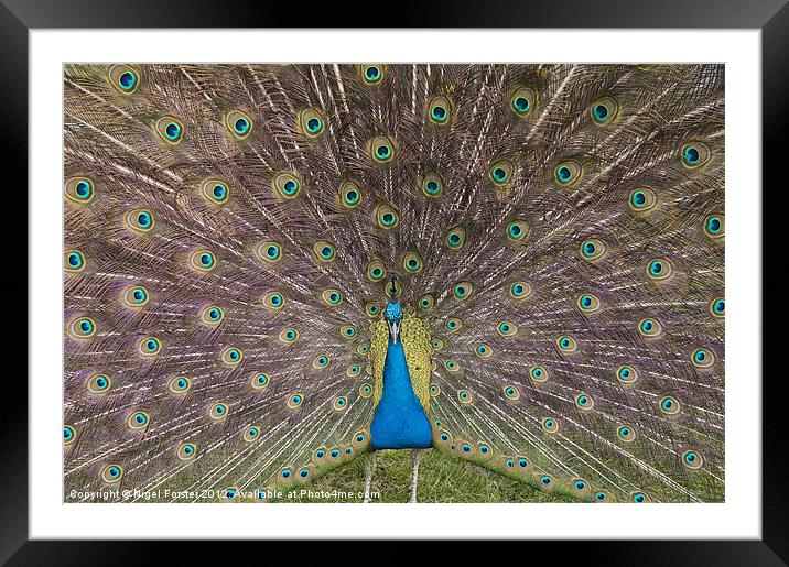 Peacock Framed Mounted Print by Creative Photography Wales