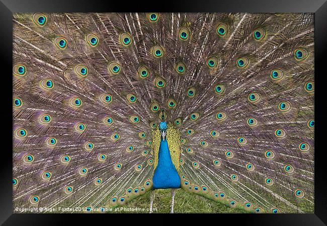 Peacock Framed Print by Creative Photography Wales