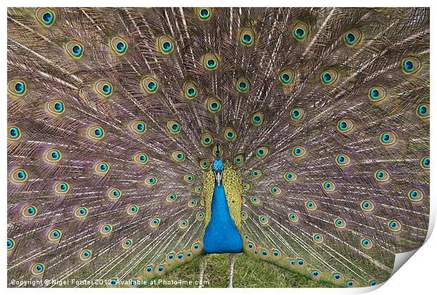 Peacock Print by Creative Photography Wales