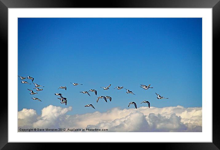 Fly in from left Framed Mounted Print by Dave Menzies