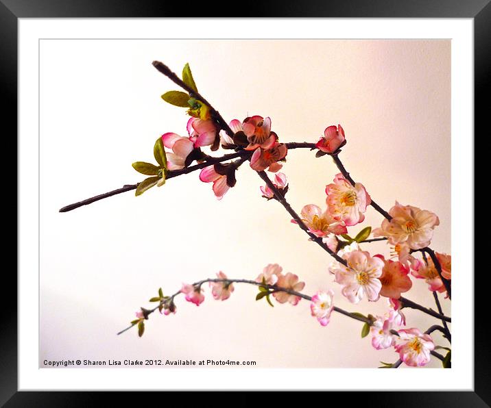 Pink Blossom Framed Mounted Print by Sharon Lisa Clarke