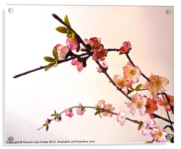 Pink Blossom Acrylic by Sharon Lisa Clarke