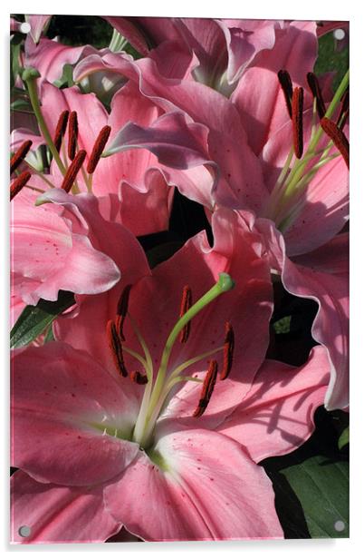 Pink Lilies Acrylic by Adrian Wilkins