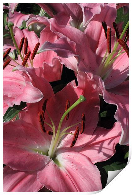 Pink Lilies Print by Adrian Wilkins