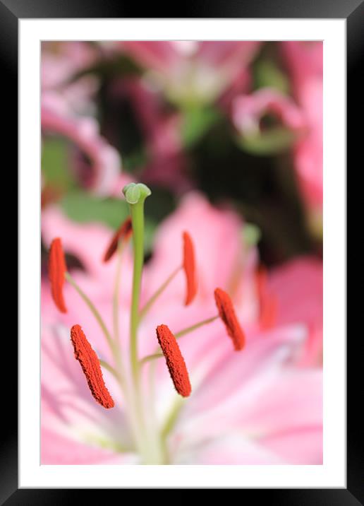 Pink Lilies Framed Mounted Print by Adrian Wilkins