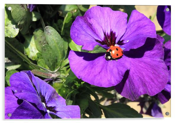 Ladybird on purple flower Acrylic by Adrian Wilkins