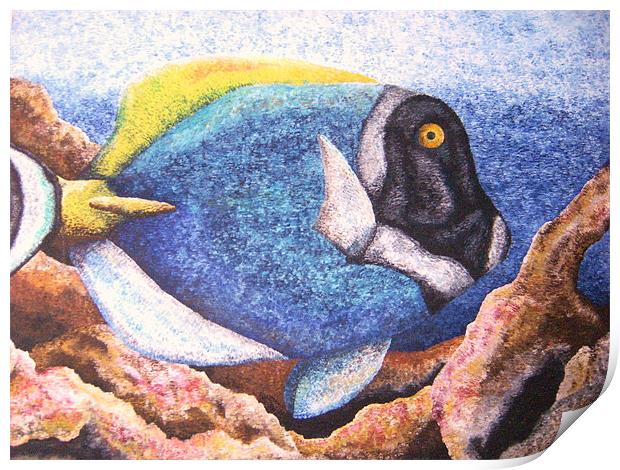 'Blue Surgeon in Reef' 2002 Print by Phiip Nolan