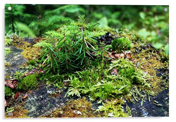 Tiny Forest Acrylic by Rachel Webb