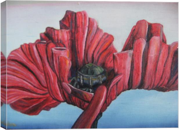 'Poppy Life Study' 2002 Canvas Print by Phiip Nolan