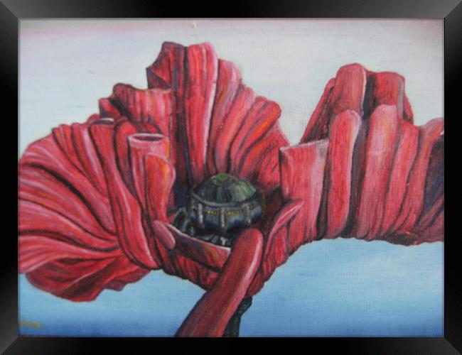 'Poppy Life Study' 2002 Framed Print by Phiip Nolan