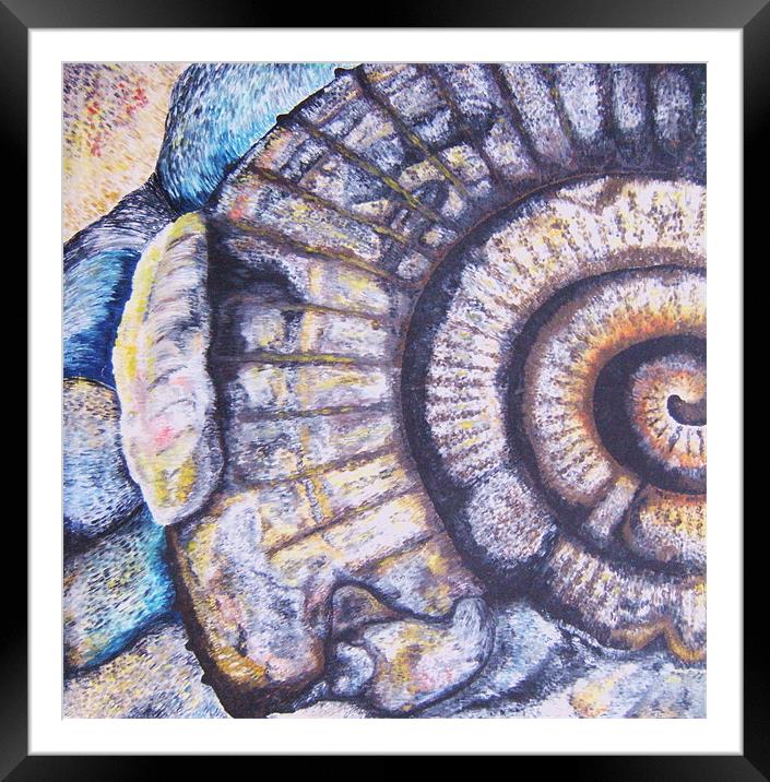 Ammonite Life Study Framed Mounted Print by Phiip Nolan