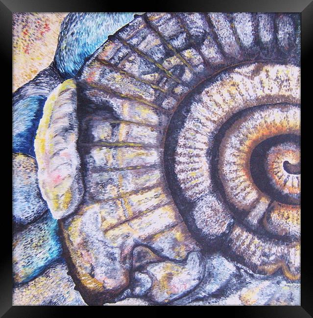 Ammonite Life Study Framed Print by Phiip Nolan