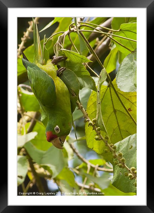 crimson fronted parakeet eating Framed Mounted Print by Craig Lapsley