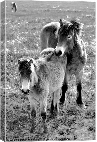 Mother And Foal Canvas Print by Darren Burroughs