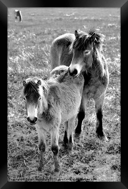Mother And Foal Framed Print by Darren Burroughs
