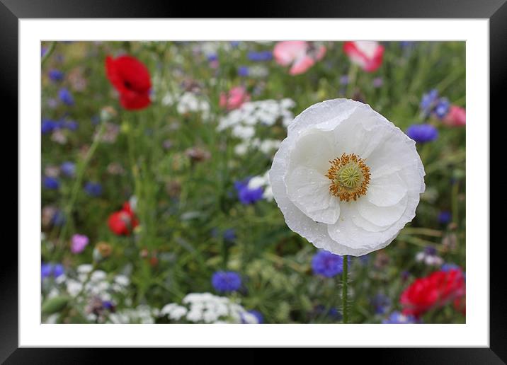 White poppy wild flower garden Framed Mounted Print by Charlotte Anderson