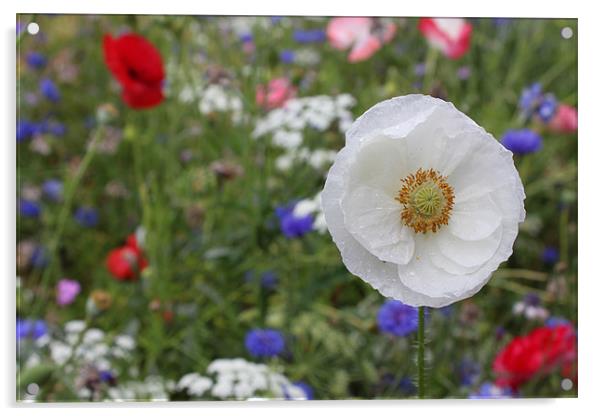 White poppy wild flower garden Acrylic by Charlotte Anderson