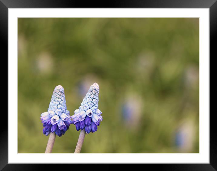 Peace!  Blue tiny flowers Framed Mounted Print by Charlotte Anderson