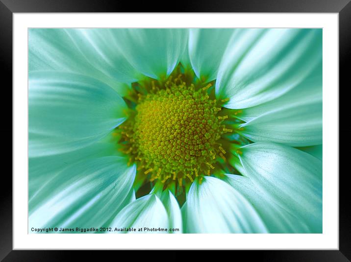 Touch of Teal Framed Mounted Print by J Biggadike