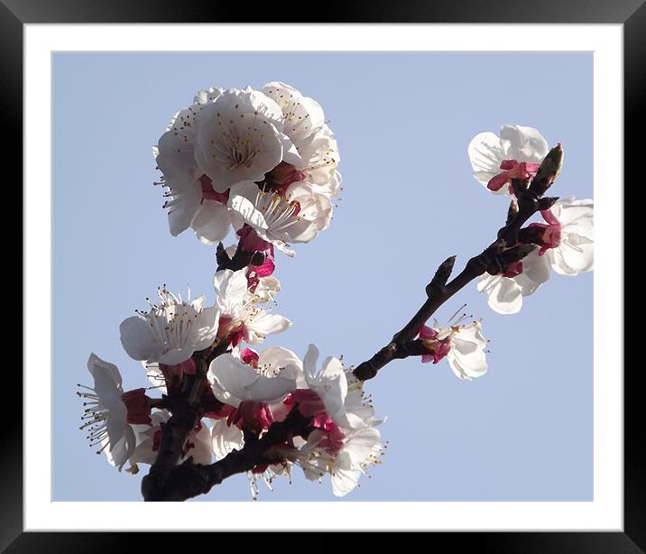 Blossom Framed Mounted Print by Laura Moseley