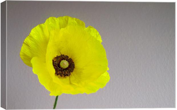 Welsh Poppy Canvas Print by andrew hall