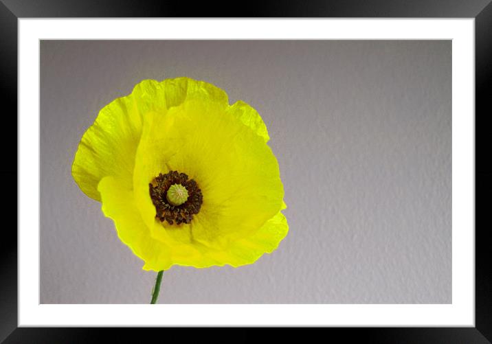 Welsh Poppy Framed Mounted Print by andrew hall