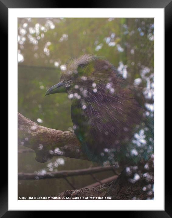 Exotic Bird Framed Mounted Print by Elizabeth Wilson-Stephen