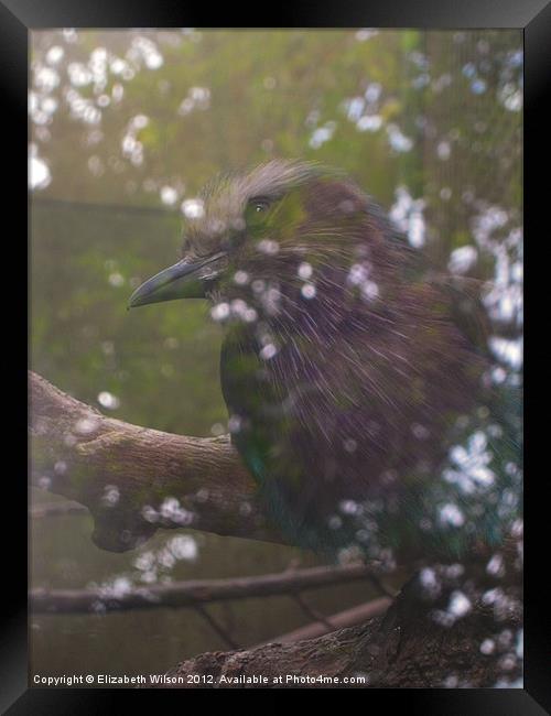 Exotic Bird Framed Print by Elizabeth Wilson-Stephen