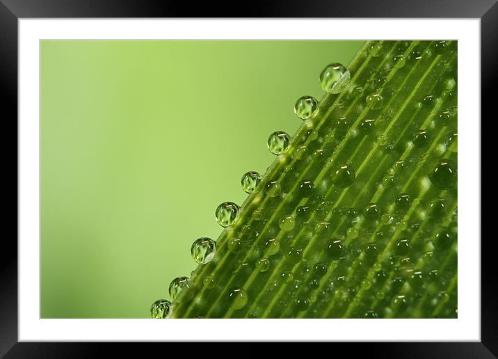 Fresh Green Dew Drops Framed Mounted Print by Sharon Johnstone