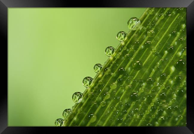 Fresh Green Dew Drops Framed Print by Sharon Johnstone