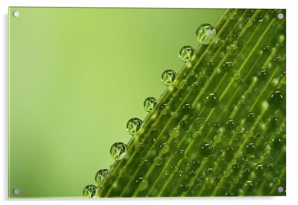 Fresh Green Dew Drops Acrylic by Sharon Johnstone
